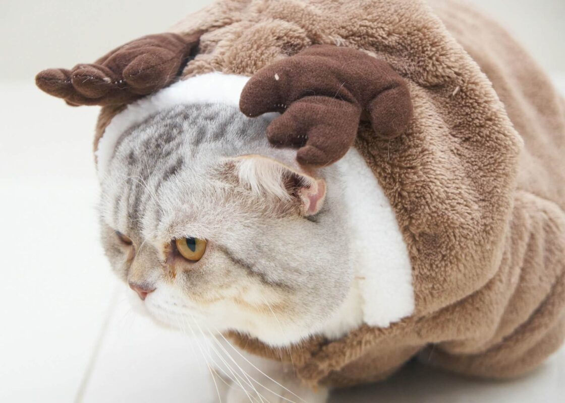 Ludyway | Seasonal & Stylish Pet Clothes Patterns for 2025