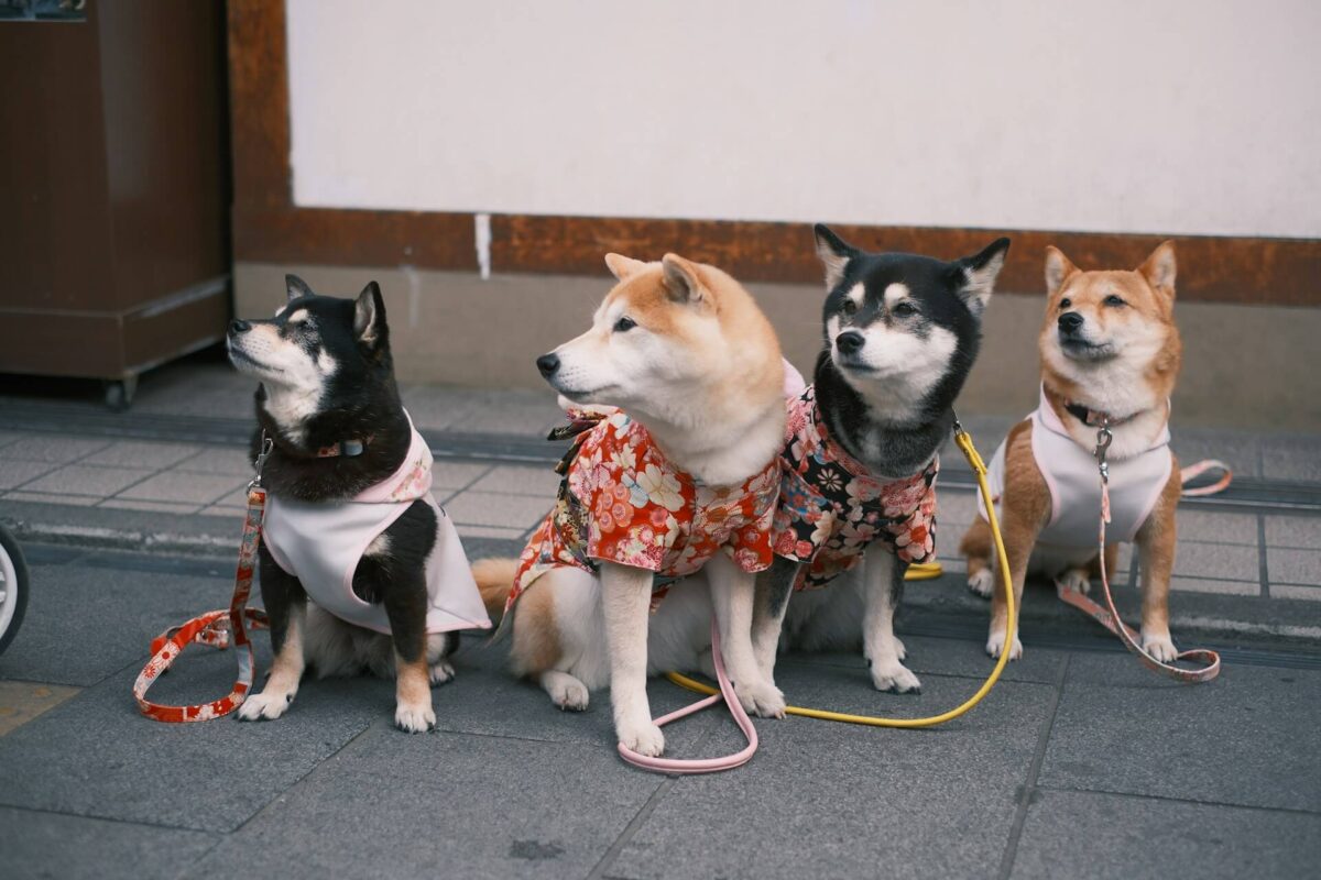 Ludyway | Seasonal & Stylish Pet Clothes Patterns for 2025