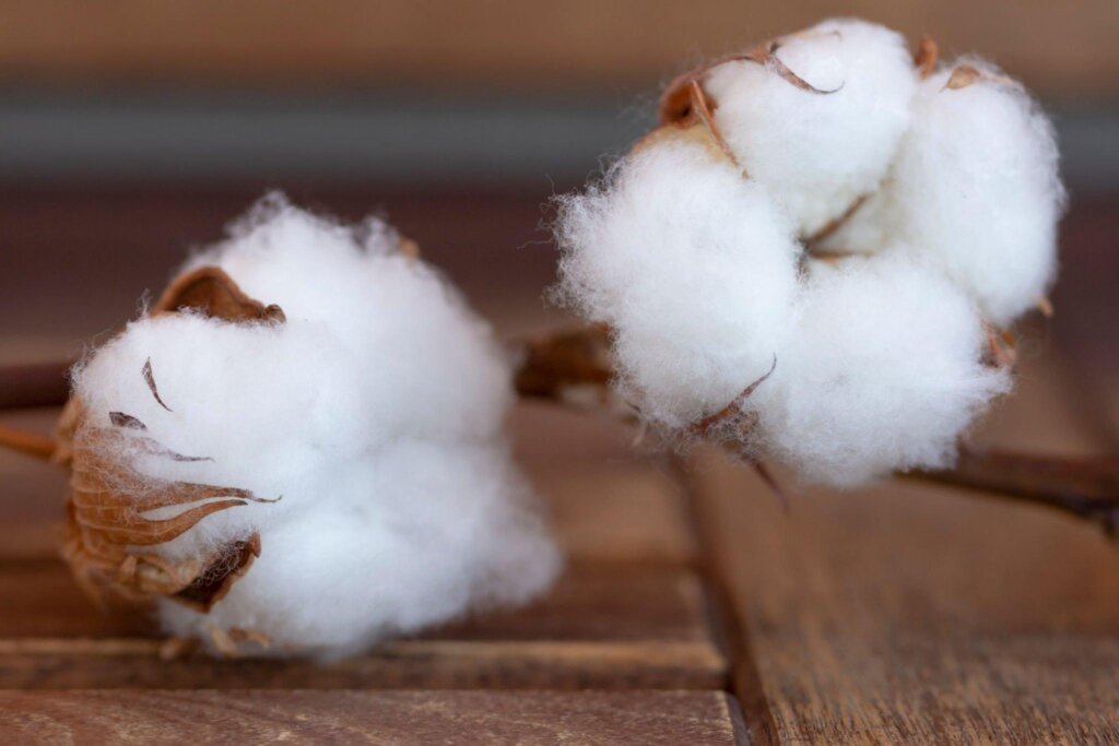 Organic cotton fiber structure under magnification