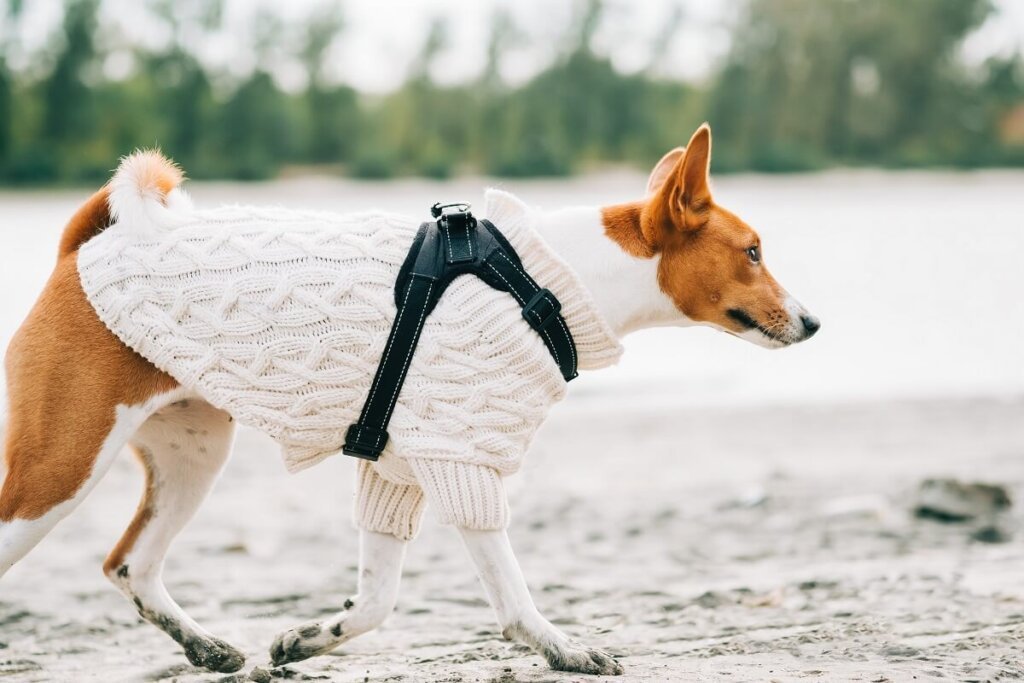 Trendy Pet Clothes Patterns For Pet Fashion Lovers